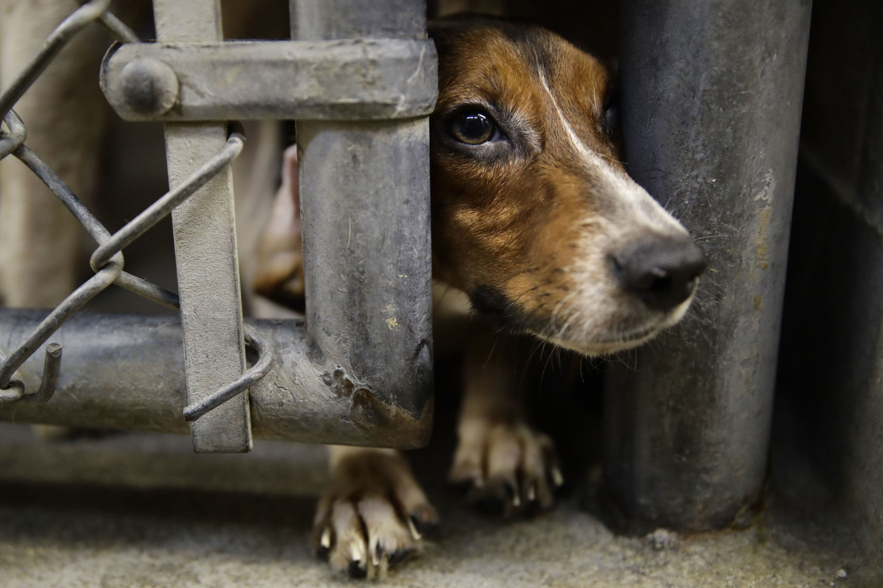 7. Beagles